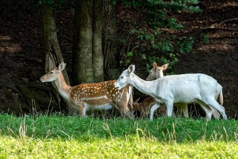 Herd of damas (dama dama) Bald deer, deer cows, coloured, spotted and white due to leucism gene