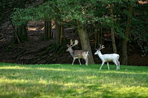 White shovel deer, fallow deer (dama dama), young animal, white fur due to leucism gene mutation,