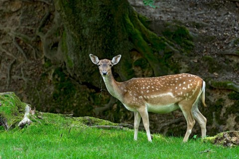 Damson (dama dama), adult doe, bare deer, eating grass, grazing on a meadow in a forest clearing,