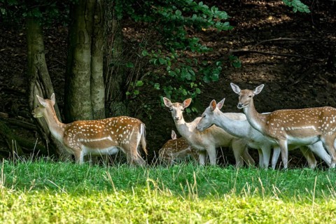 Herd of damas (dama dama) Bald deer, hinds, coloured, spotted and white due to leucism gene