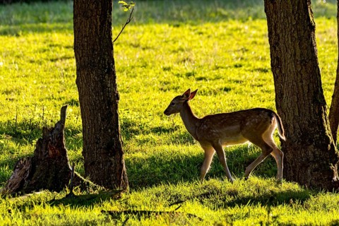 Damson (dama dama), doe, hind, young animal, calf in a meadow at the edge of the forest in