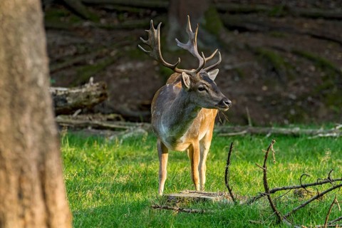 Fallow deer (dama dama), shovel deer, male, deer in a meadow at the edge of the forest, Vogelsberg,