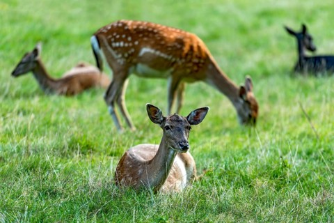 Herd of dams (dama dama) Bald deer, hinds, resting and grazing on a meadow at the edge of the