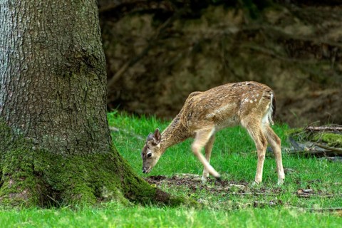 Damson (dama dama), doe, wild deer, young animal, calf eating grass, grazing on a meadow in a