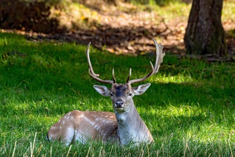 Fallow deer (dama dama), male, deer resting on a meadow at the edge of a forest, Vogelsberg,