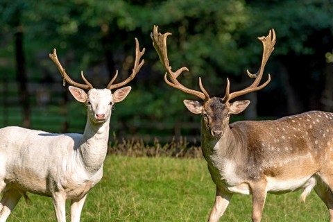 White shovel deer, fallow deer (dama dama), young animal, white fur due to leucism gene mutation,