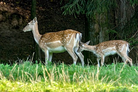 Damson (dama dama), adult, doe, wild deer with young, calf, grazing on a meadow in a clearing at