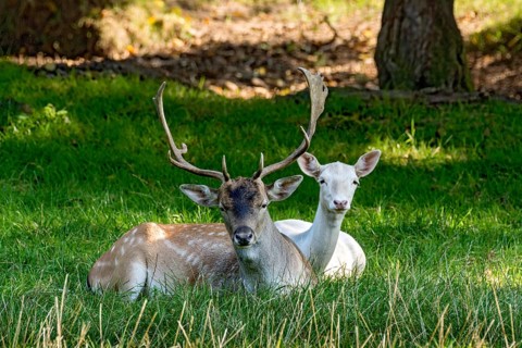 Fallow deer (dama dama), male, stag and doe, white fur due to leucism gene mutation, no albino,