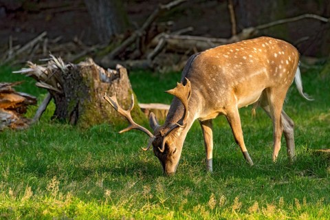 Fallow deer (dama dama), shovel deer, male, deer eating grass, grazing in a meadow at edge of