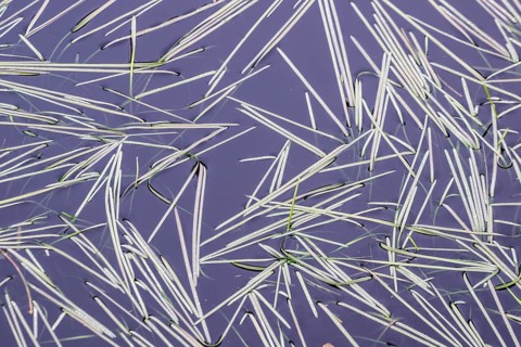 Glyceria fluitans (Glyceria fluitans), Emsland, Lower Saxony, Germany