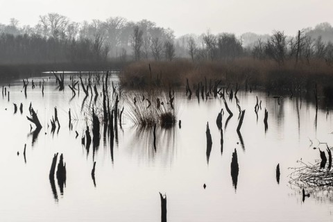 Moorland, Bargerveen, Drenthe, Netherlands