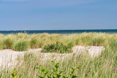 Dune landscape on the beach of the Kiel Fjord in Laboe, Schleswig-Holstein, Germany