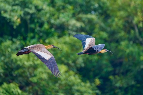 Two woodland ibises flying synchronously in front of a dense forest background, white-necked ibis