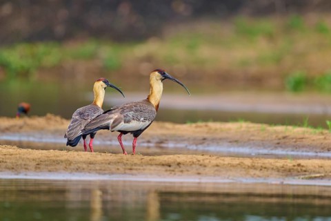 Two woodland ibises standing at the edge of the water and looking in the same direction,