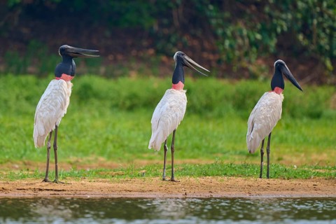 Three Jabirus standing next to each other on the bank in a green landscape, Jabiru (Jabiru
