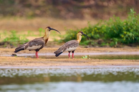 Two woodland ibises standing on the bank of a body of water, surrounded by green vegetation,