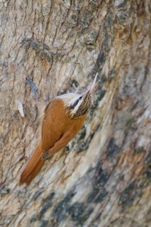 Brown and white bird climbing on tree bark, well camouflaged in its natural environment, Southern