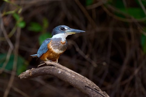 The bird with blue and brown plumage sits attentively on a branch in a green environment,