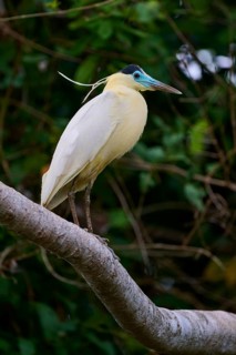 A bird sits on a branch, amidst dense green vegetation, with contrasting plumage, Capped Heron