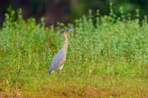 A heron stands in the middle of a green meadow, surrounded by natural vegetation, in a peaceful