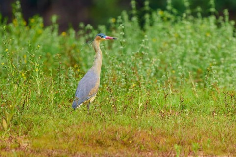 A heron stands still in a green meadow, surrounded by plants, in a quiet, natural environment,