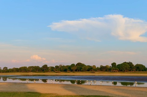 Birds on the lakeshore at sunset, surrounded by trees and clouds with a clear sky, Jabiru (Jabiru