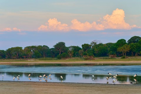 Birds at the lake, surrounded by green trees and cloudy sky, Jabiru (Jabiru mycteria), Pantanal,