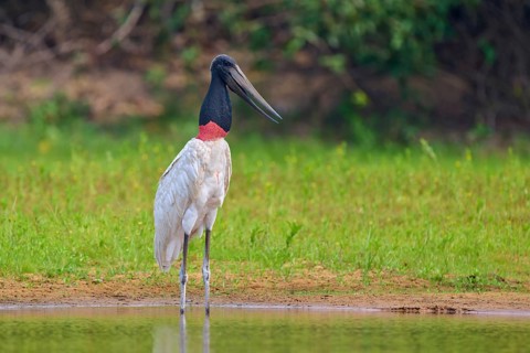 A single Jabiru stands at the edge of a body of water with dense greenery in the background, Jabiru