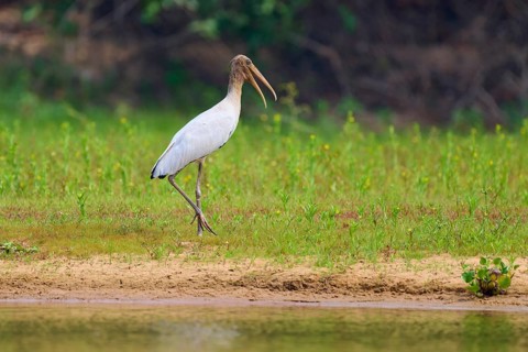 A solitary bird on a sandy bank with green grass, wood stork (Mycteria americana), Rio Negro,