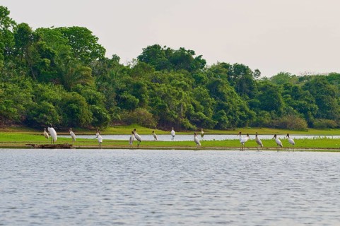 Birds on the shore of a lake with dense forest in the background, Wood Stork (Mycteria americana),