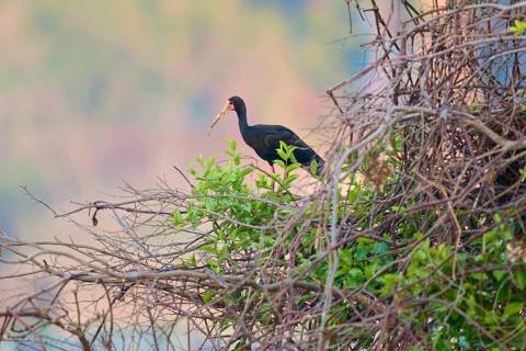 A bird stands on a branch surrounded by green foliage with a natural background, black ibis