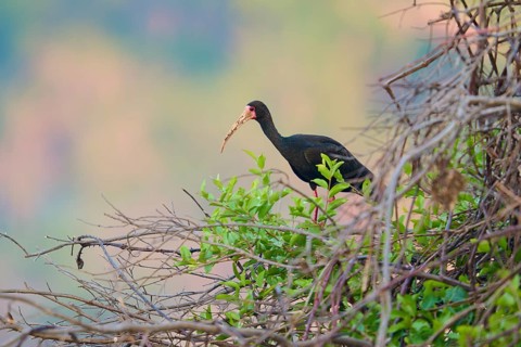 A bird sitting on branches surrounded by green plants in a natural habitat, black ibis (Phimosus