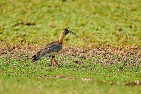 An ibis runs across a green meadow surrounded by natural landscape, white-necked ibis (Theristicus