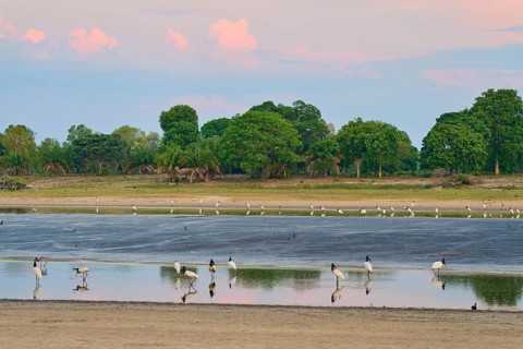 Birds in a calm body of water at sunset with green trees in the background, Jabiru (Jabiru