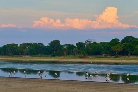Birds standing in the water in front of a forest under a peaceful, cloudy sky, Jabiru (Jabiru