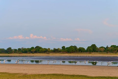 Birds on the riverbank under a clear sky, surrounded by lush trees, Jabiru (Jabiru mycteria),