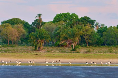 Birds on the shore of a lake in front of lush vegetation and a peaceful sky, Jabiru (Jabiru