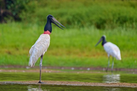 A Jabiru stands at the water's edge with another one in the background, surrounded by green
