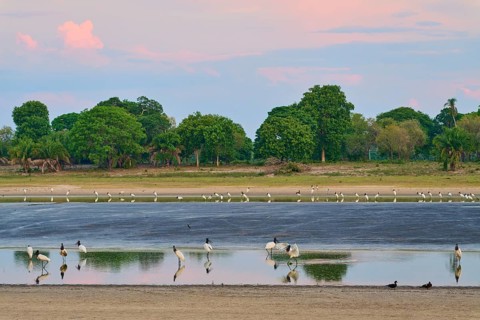 Birds in the water against a sky in the evening light, surrounded by nature, Jabiru (Jabiru