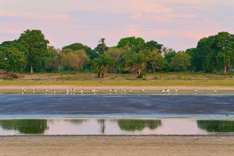 Birds in the water against a backdrop of trees and a calm, reflecting sky, Jabiru (Jabiru