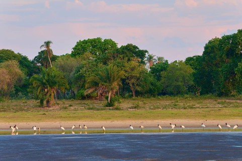 Birds in a body of water against a forested background in a calm twilight sky, Jabiru (Jabiru