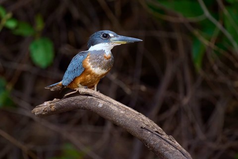 A bird with blue and brown plumage sits on a branch in the green background, Red-breasted