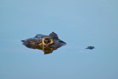 The head of a caiman protrudes from the calm, blue water, Yacare caiman (Caiman yacare, Caiman