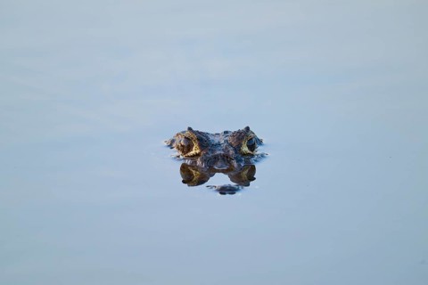 Caiman eyes look calmly out of the water surface, Yacare caiman (Caiman yacare, Caiman crocodilus