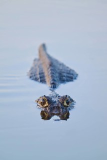 A caiman glides calmly in the water, directly towards the camera, Yacare caiman (Caiman yacare,