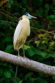 A bird with cream-coloured plumage sits on a branch surrounded by lush green vegetation, Capped