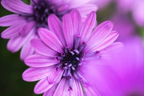 Cape basket (Osteospermum) detailed close-up of a purple flower with soft light and gently blurred