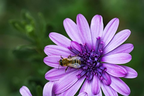 Bee (Apidae) sitting on a violet flower on a cape basket (Osteospermum) in a detailed close-up in