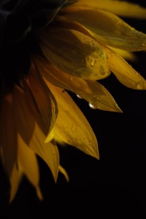 Sunflower (Helianthus annuus), detailed close-up of yellow petals with water droplets against a
