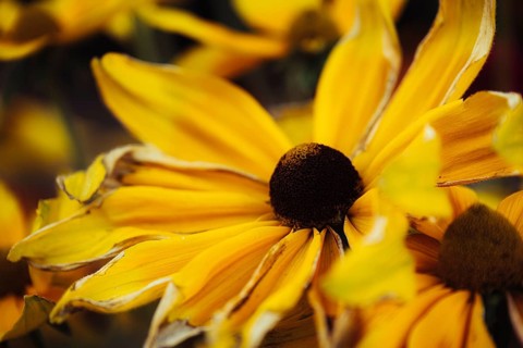 Rudbeckia hirta, detailed close-up of several yellow-orange flowers with dark flower centre and
